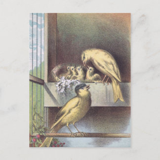 Postal Victorian Crested Canaries with Baby Birds