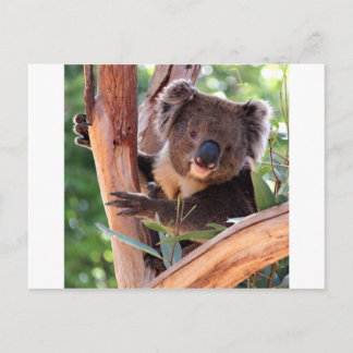 Postal Victorian Koala