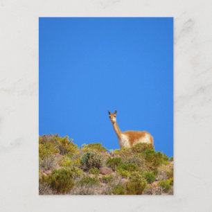 Postal vicuña camelid blue