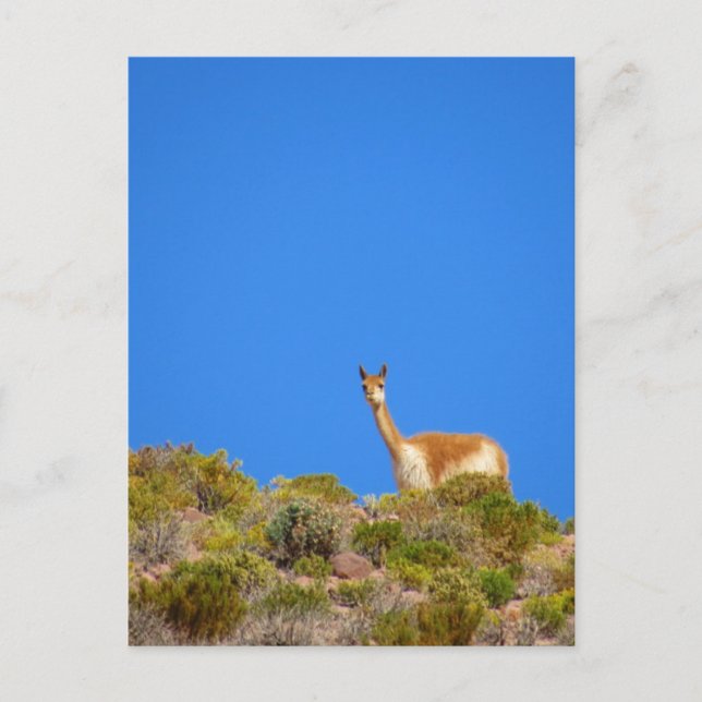 Postal vicuña camelid blue (Anverso)