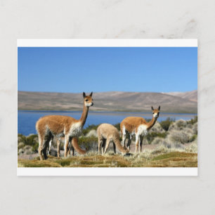 Postal Vicuna en el Parque Nacional Lauca, Chile