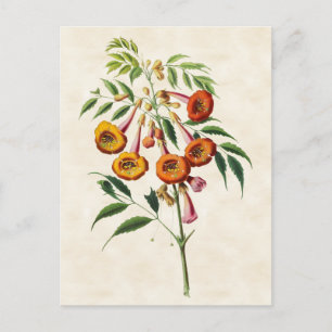 Postal Vid de Trompeta Botánico Vintage