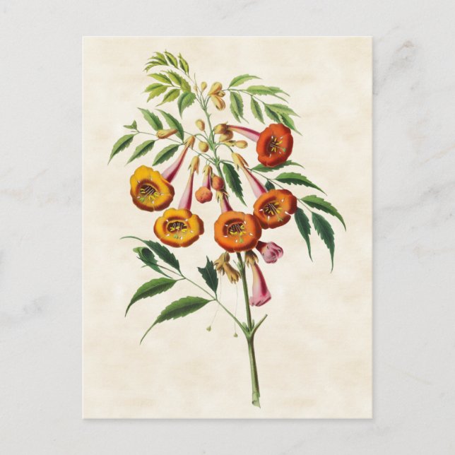 Postal Vid de Trompeta Botánico Vintage (Anverso)