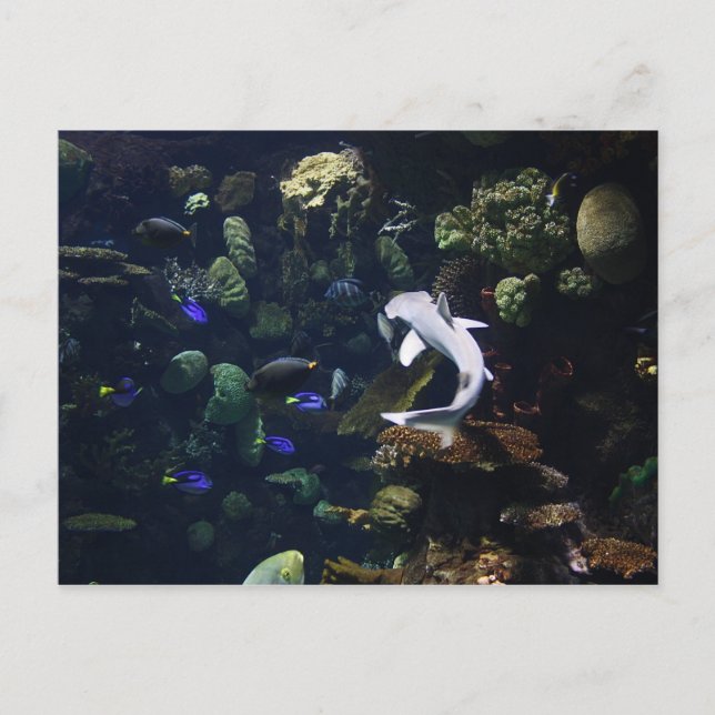 Postal Vida acuática (Anverso)