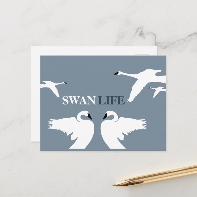 Postal Vida de cisne, Cisne elegante (Anverso/Reverso In Situ)