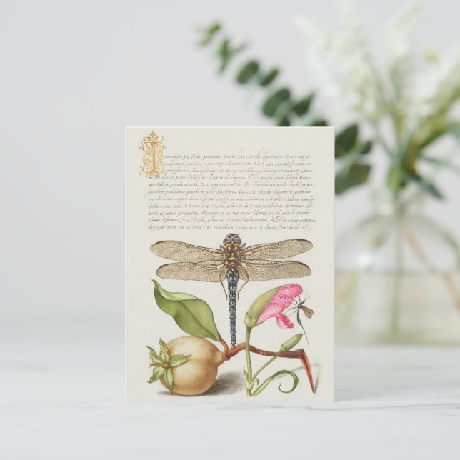 Postal Vida de jardín, libélula, pera, clavel e insecto (Anverso de pie)