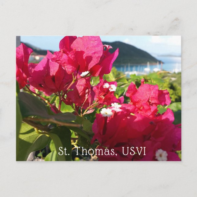 Postal Vida de la isla caribeña rosa de Bougainvillea (Anverso)