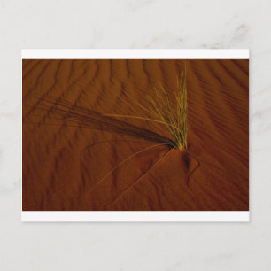 Postal Vida del desierto
