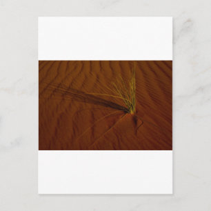 Postal Vida del desierto