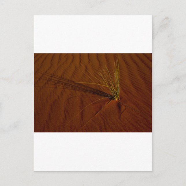 Postal Vida del desierto (Anverso)