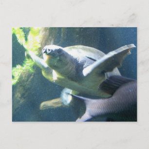 Postal vida en acuario