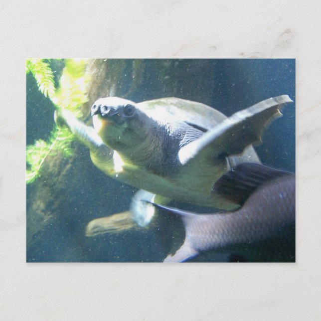 Postal vida en acuario (Anverso)