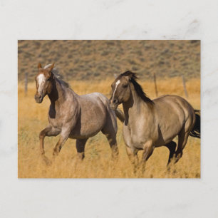 Postal Vida en rancho en The Ponderosa Ranch
