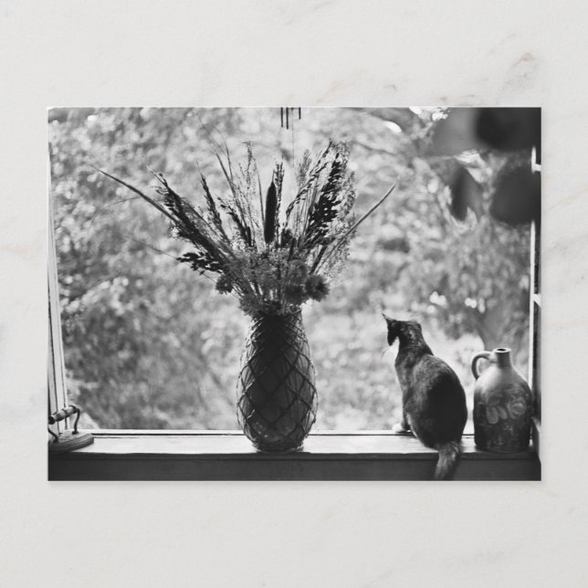 Postal Vida fija con gato (Anverso)