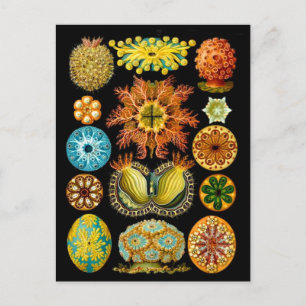 Postal vida marina criaturas marinas