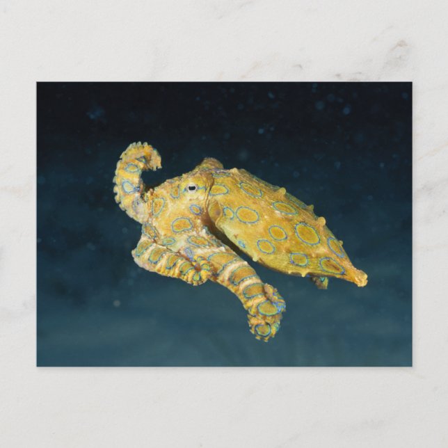 Postal Vida marina - Octopus (Anverso)