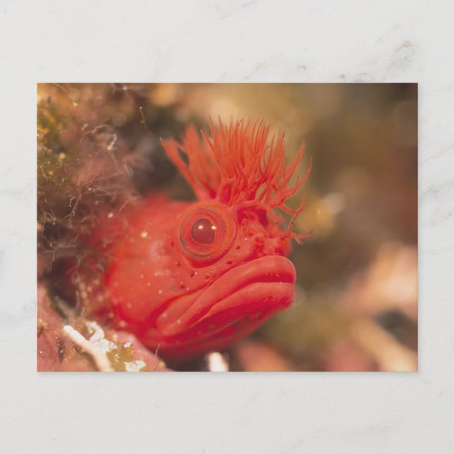 Postal Vida Marina - Peces (Anverso)