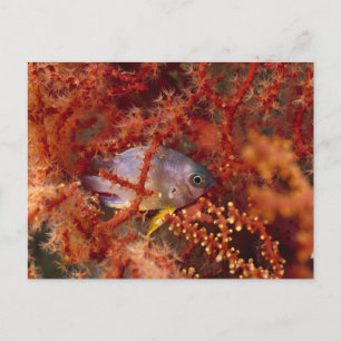 Postal Vida marina - pescado