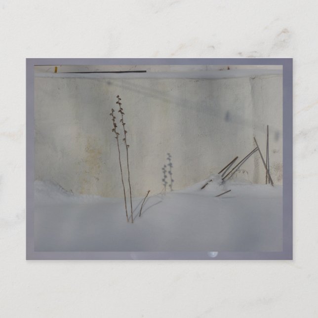 Postal vida residual en invierno blanco (Anverso)