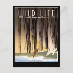 Postal Vida salvaje