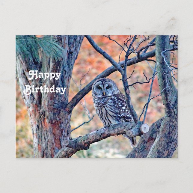 Postal Vida silvestre Barred Owl Tree Photo Birthday (Anverso)