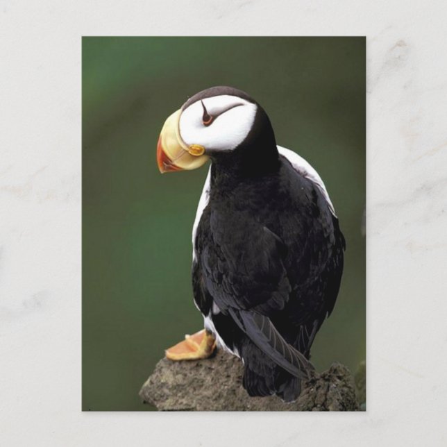 Postal Vida silvestre de Alaskan (Anverso)