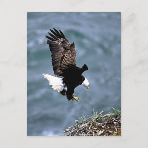 Postal Vida silvestre de Alaskan