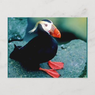 Postal Vida silvestre de Alaskan