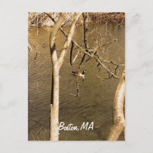 Postal Vida silvestre de Back Bay Fens