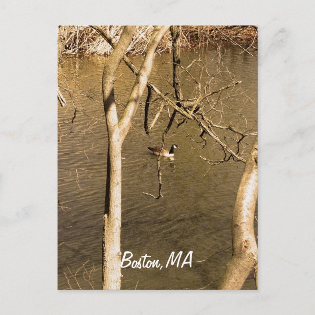 Postal Vida silvestre de Back Bay Fens (Anverso)
