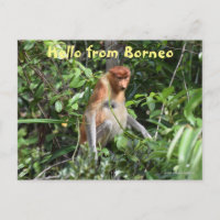 Vida silvestre de Borneo Proboscis Monkey Indonesi