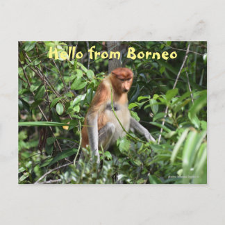 Postal Vida silvestre de Borneo Proboscis Monkey Indonesi
