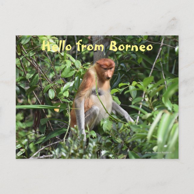 Postal Vida silvestre de Borneo Proboscis Monkey Indonesi (Anverso)