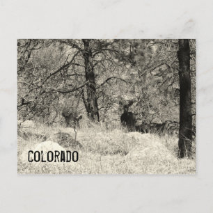 Postal Vida silvestre de Colorado