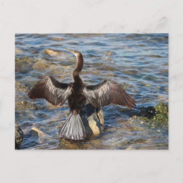 Postal Vida silvestre de Florida - aves (Anverso)