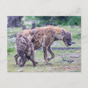 Postal Vida silvestre de Hyena en África