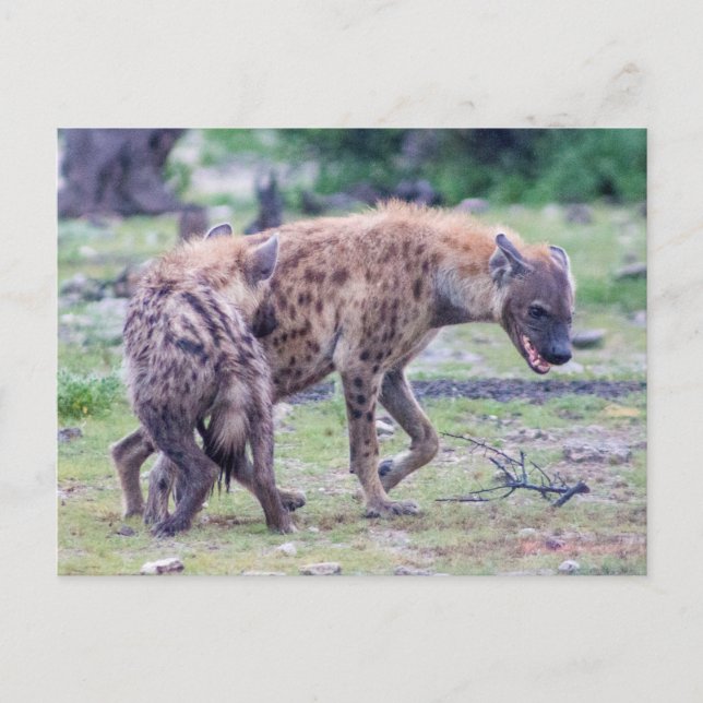 Postal Vida silvestre de Hyena en África (Anverso)