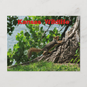 Postal Vida silvestre de Kansas en Sterling Lake Post Car