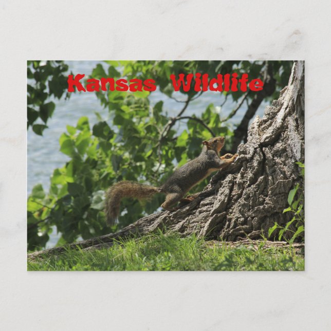 Postal Vida silvestre de Kansas en Sterling Lake Post Car (Anverso)