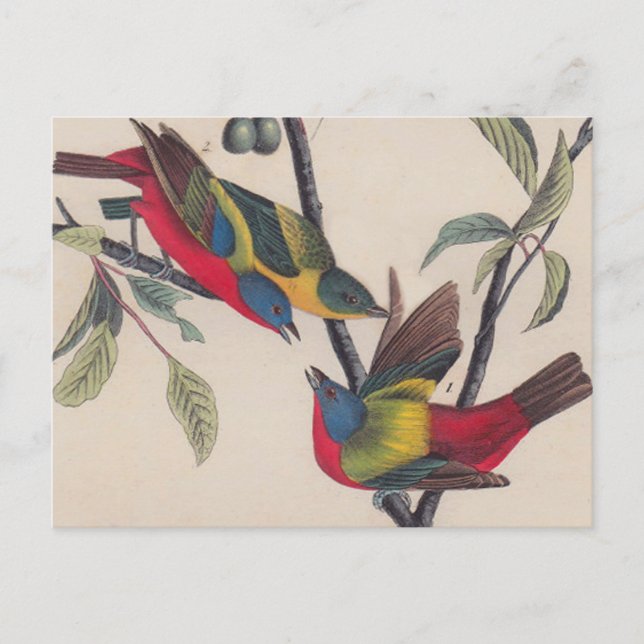 Postal Vida silvestre de las aves de Bunting de Audubon (Anverso)