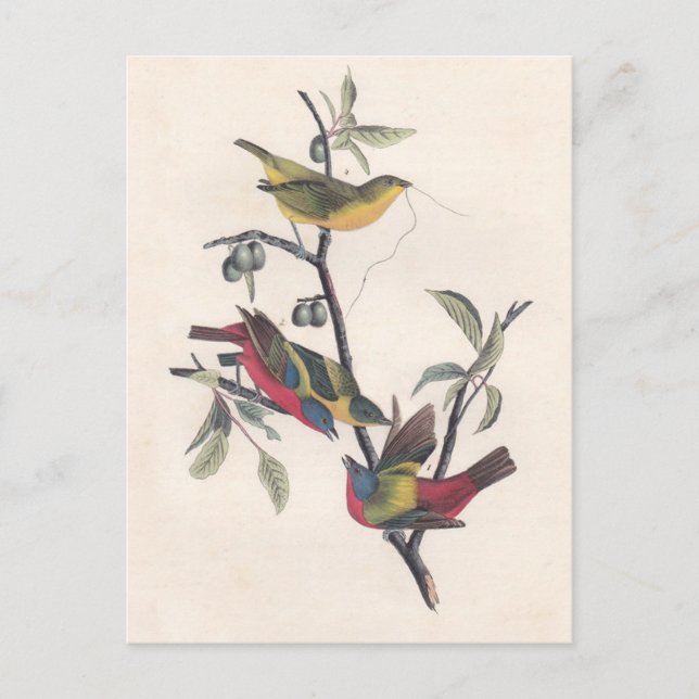 Postal Vida silvestre de las aves de Bunting de Audubon (Anverso)