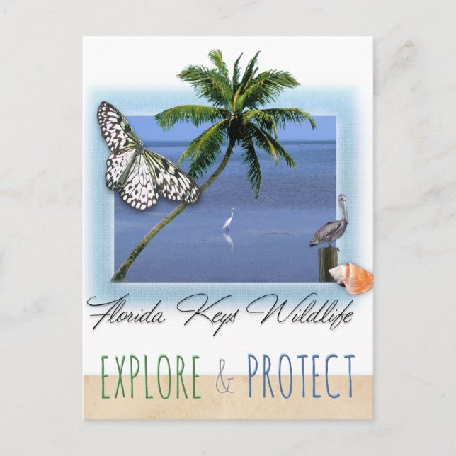 Postal Vida silvestre de los Cayos de Florida (Anverso)