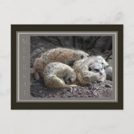 Postal Vida silvestre de Meerkat
