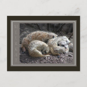 Postal Vida silvestre de Meerkat