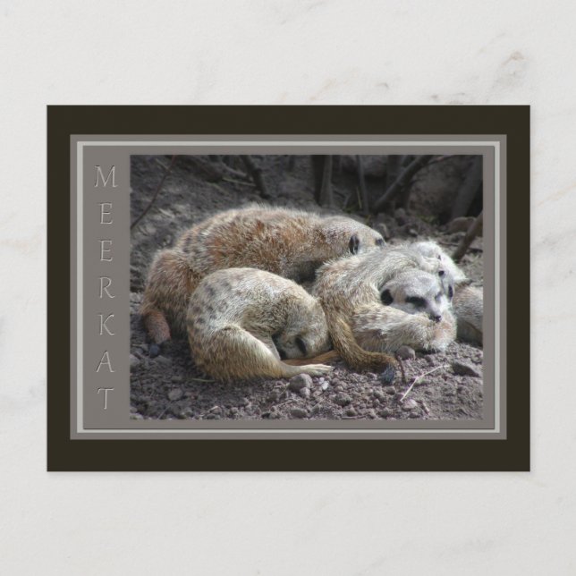 Postal Vida silvestre de Meerkat (Anverso)