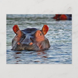 Postal Vida silvestre Hippo Water Photo