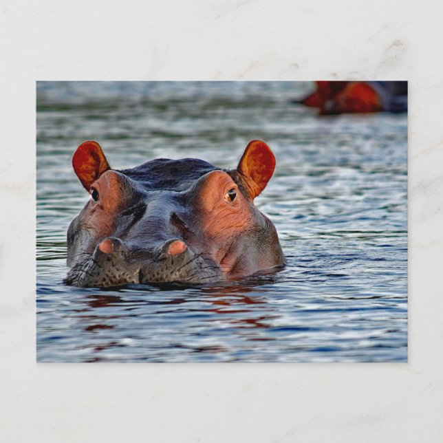 Postal Vida silvestre Hippo Water Photo (Anverso)
