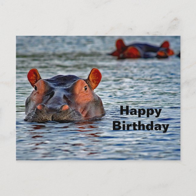 Postal Vida silvestre Hippo Water Photo (Anverso)