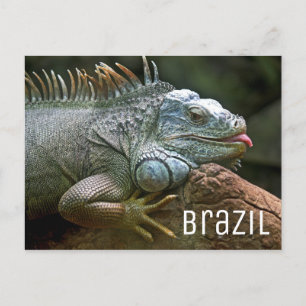 Postal Vida silvestre Iguana Lizard Brasil