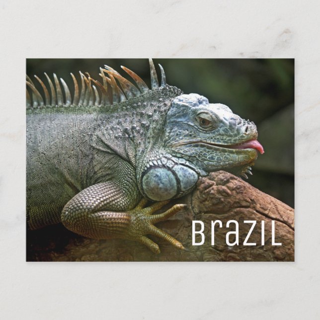 Postal Vida silvestre Iguana Lizard Brasil (Anverso)